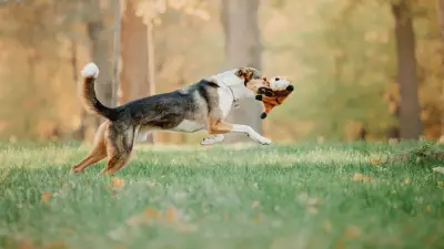 Best Wireless Dog Fence