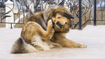 Zašto pse svrbe uši?