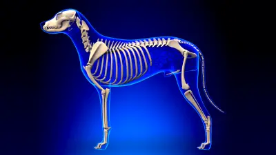 Do Dogs Have Bones In Their Tails?