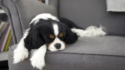 Why Does My Dog Bark While He's Sleeping