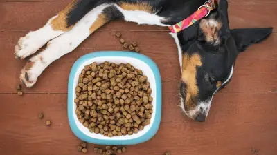 Por qué mi perro no come [6 razones principales]