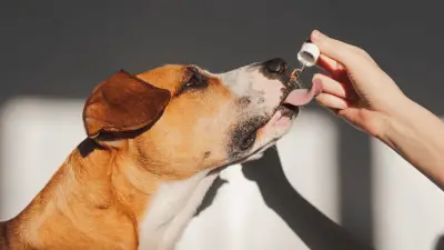 ¿Son malos los aceites esenciales para los perros?