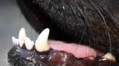 Znate li koliko zuba imaju psi?