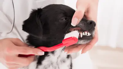 Čišćenje psećih zuba - kako održavati pseće zube čistima?