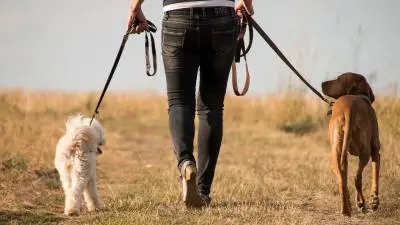 Beneficios de pasear perros