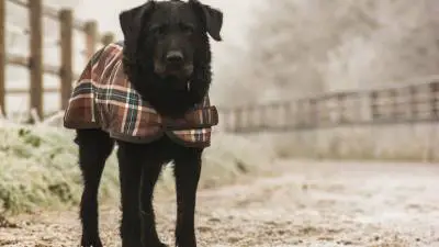 5 Best Dog Jackets for Winter - The 21/22 Season