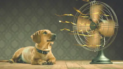Toplinski udar kod pasa - znakovi, liječenje i prevencija