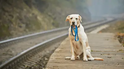 Što učiniti ako se nezavezani pas približi vašem psu tijekom šetnje?