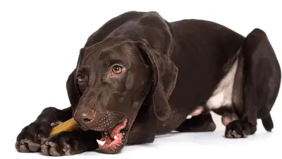 Best Dog Dental Chews [2021 review]