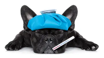 Gripe canina: síntomas, tratamiento y prevención