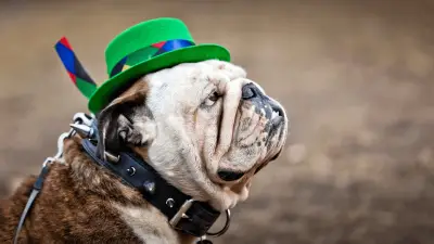 Top 6 Hats That Your Dog Will Love