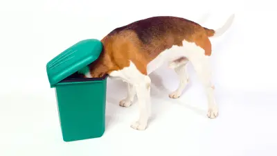 Pica en perros: ¿por qué mi perro come todo lo que ve?