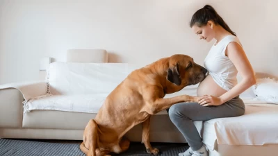 Mogu li psi osjetiti trudnoću i kako će reagirati na nju?