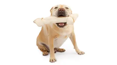 Rawhide for Dogs - Is It a Good Idea