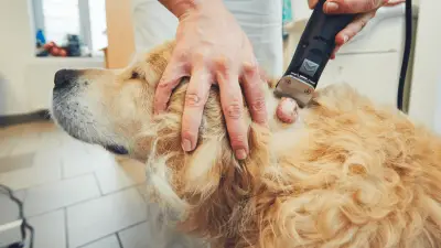 Cáncer de piel de perro: tratamiento y prevención