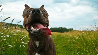 5 glavnih razloga zašto psi plaze jezik
