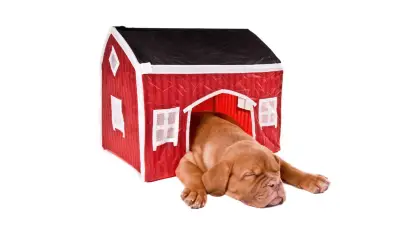 Igloo Dog House: What is the Best Option for Your Dog?