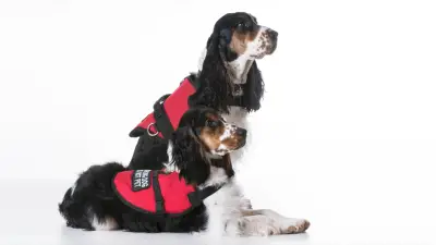 Top 6 Service Dog Vest To Fully Protect Your Dog
