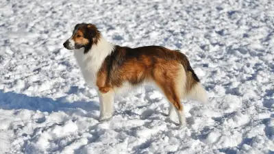 English Shepherd: American Breed With a Misleading Name