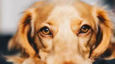 Epilepsia en perros: signos, síntomas y medicación