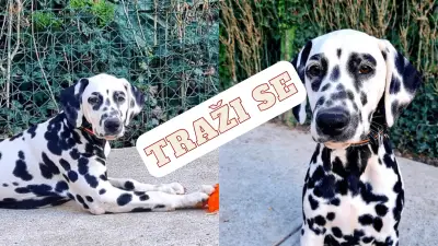 POMOZITE: Traži se ženka dalmatinskog psa imena Fancy