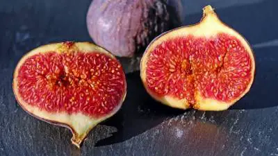 Should You Let Your Dog Eat Figs