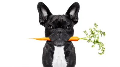¿Debería permitir que su perro coma zanahorias?