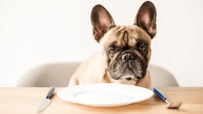 Debunking The 7 Biggest Dog Food Myths. How Many Have You Heard?