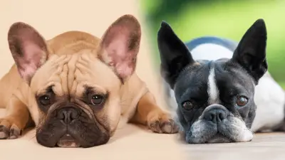 French Bulldog vs. Boston Terrier - Do You Know the Difference