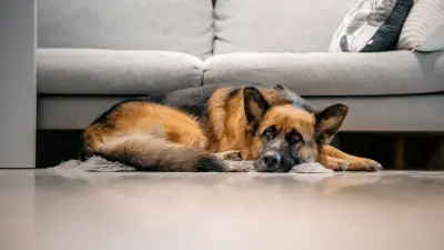 How to Groom a German Shepherd Dog - Full Guide