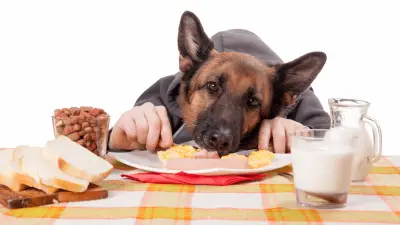 Mogu li ljudi jesti hranu za pse? Je li otrovna za njih?