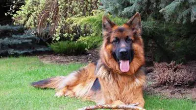 How to Pick the Best Brush for German Shepherds?