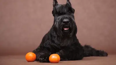 ¿Pueden los perros comer naranjas?