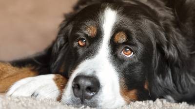 Glaucoma en perros: causas, síntomas y tratamiento