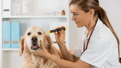 Atrofia progresiva de retina (APR) en perros: síntomas y tratamiento