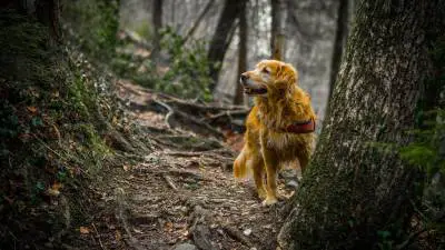 6 Cosas a tener en cuenta en el bosque con su perro