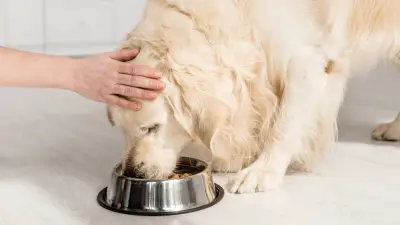 ¿Cuántas veces al día debe alimentar a su perro?