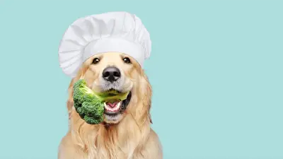 ¿Pueden los perros comer brócoli?