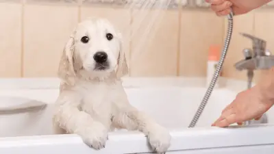 Best Puppy Shampoos in 2021