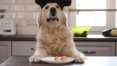 ¿Pueden los perros comer huevos?