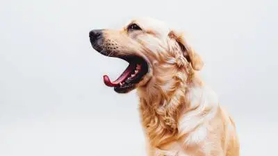 Bostezo de perro - ¿Qué significa?