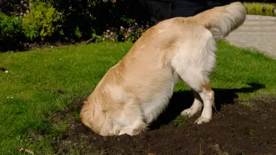 6 savjeta kako spriječiti psa da kopa dvorište