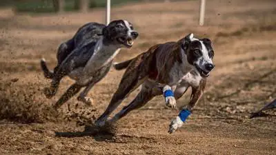8 datos curiosos sobre el perro más rápido: Greyhound