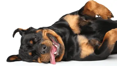 Rotvajler - Temperament mesarskog psa