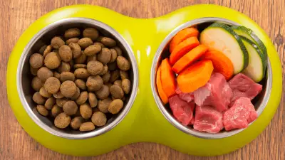 Cosas a considerar antes de cambiar a comida casera para perros