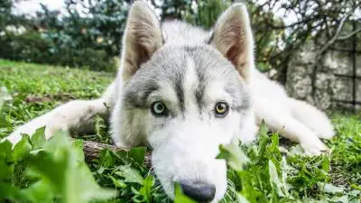 The 7 Best Husky Rescue Organizations in the US