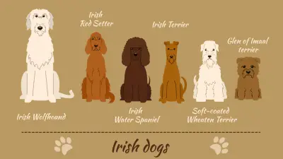 The 7 Most Famous Irish Dog Breeds