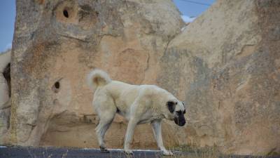 Most Accurate Kangal Origin & History