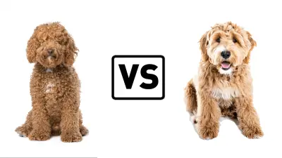 Labradoodle vs Goldendoodle - Who Is Better?