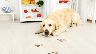 ¿Pueden los perros comer tomates?